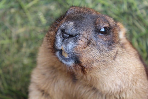 author photo